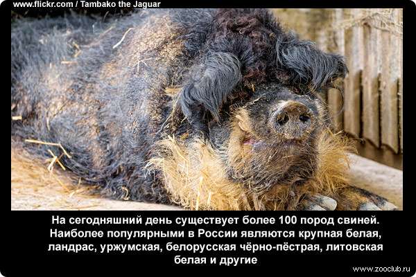  На сегодняшний день существует более 100 пород свиней. Наиболее популярными в России являются крупная белая, ландрас, уржумская, белорусская чёрно-пёстрая, литовская белая и другие