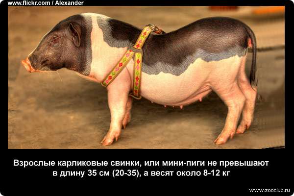  Взрослые карликовые свинки, или мини-пиги не превышают в длину 35 см (20-35), а весят около 8-12 кг