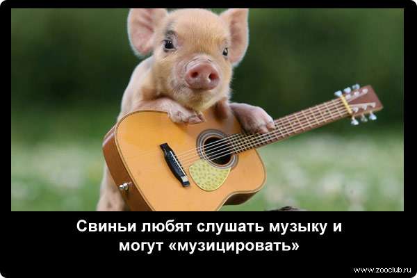  Свиньи любят слушать музыку и могут музицировать