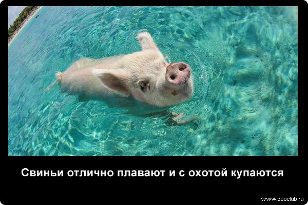  Свиньи отлично плавают и с охотой купаются
