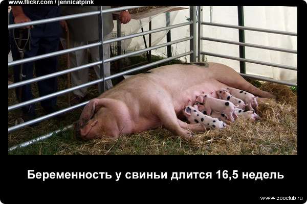  Беременность у свиньи длится 16,5 недель