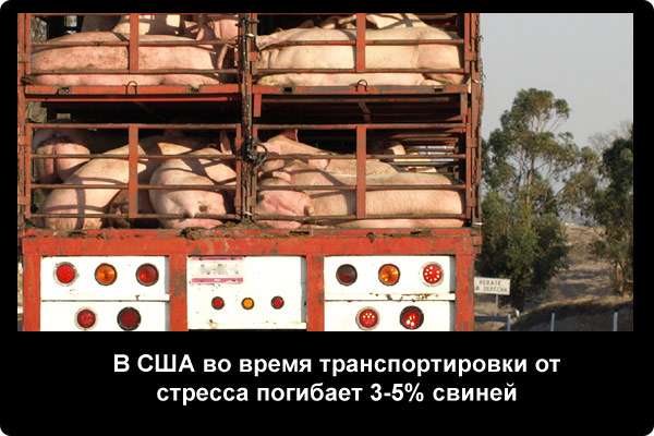  В США во время транспортировки от стресса погибает 3-5% свиней