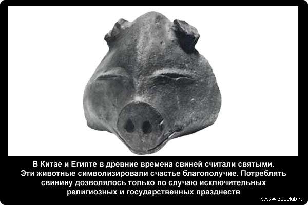  В Китае и Египте в древние времена свиней считали святыми. Эти животные символизировали счастье благополучие. Потреблять свинину дозволялось только по случаю исключительных религиозных и государственных празднеств