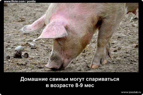  Домашние свиньи могут спариваться в возрасте 8-9 мес