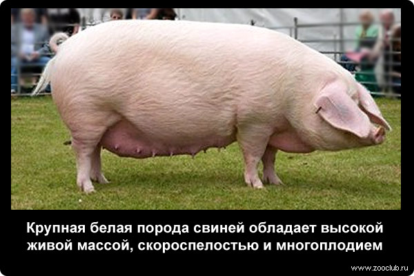  Крупная белая порода свиней обладает высокой живой массой, скороспелостью и многоплодием