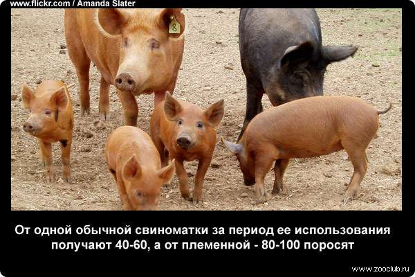  От одной обычной свиноматки за период ее использования получают 40-60, а от племенной - 80-100 поросят