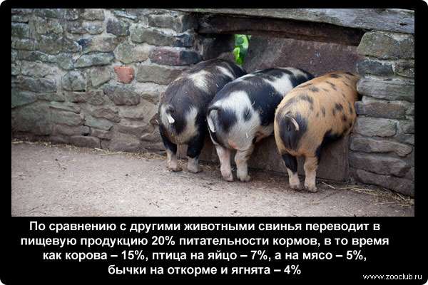  По сравнению с другими животными свинья переводит в пищевую продукцию 20% питательности кормов, в то время как корова - 15%, птица на яйцо - 7%, а на мясо - 5%, бычки на откорме и ягнята - 4%