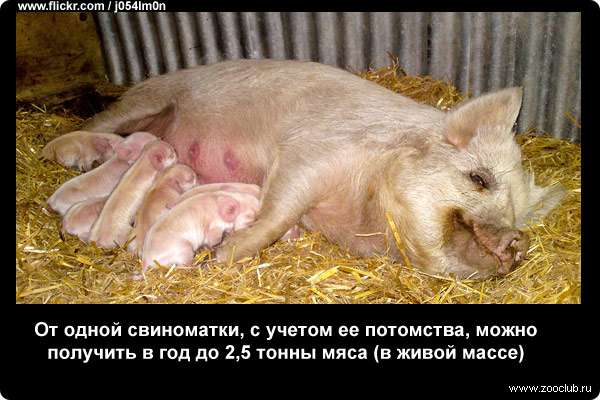  От одной свиноматки, с учетом ее потомства, можно получить в год до 2,5 тонны мяса