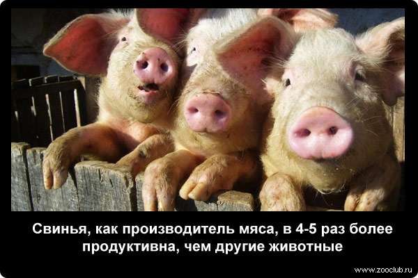  Свинья, как производитель мяса, в 4-5 раз более продуктивна, чем другие животные