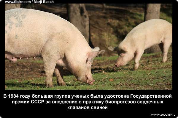  В 1984 году большая группа ученых была удостоена Государственной премии СССР за внедрение в практику биопротезов сердечных клапанов свиней