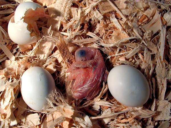 Новорожденный птенец попугая, фото фотография птицы