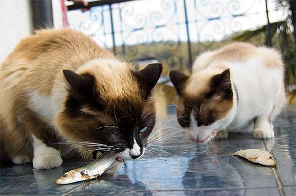 Кошки едят рыбу, фото фотография кормление кошек картинка
