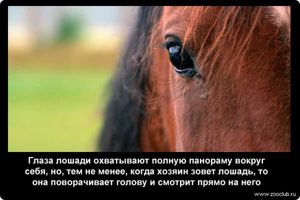  Глаза лошади охватывают полную панораму вокруг себя, но, тем не менее, когда хозяин зовет лошадь, то она поворачивает голову и смотрит прямо на него