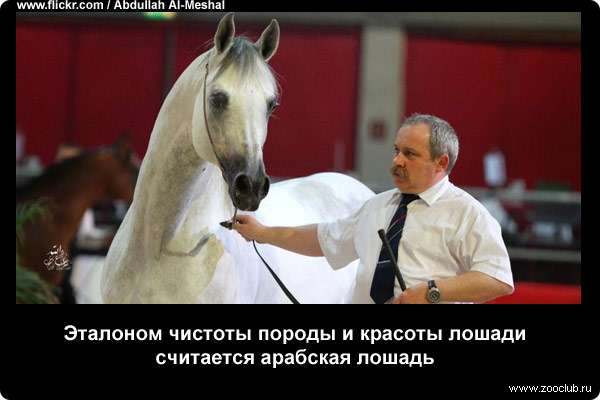  Эталоном чистоты породы и красоты лошади считается арабская лошадь