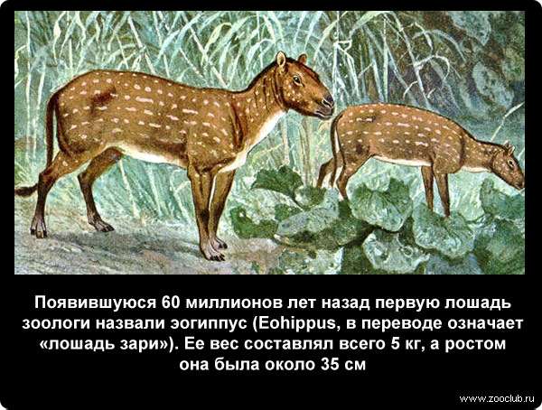  Появившуюся 60 миллионов лет назад первую лошадь зоологи назвали эогиппус (Eohippus). Ее вес составлял всего 5 кг, а ростом она была около 35 см
