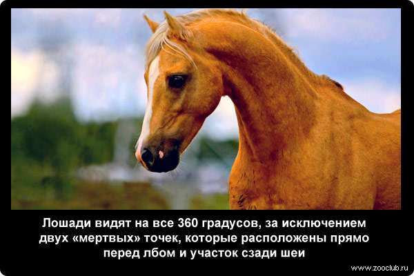  Лошади видят на все 360 градусов, за исключением двух мертвых точек, которые расположены прямо перед лбом и участок сзади шеи