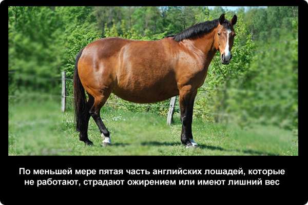  По меньшей мере пятая часть английских лошадей, которые не работают, страдают ожирением или имеют лишний вес