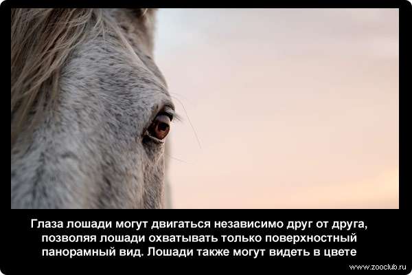  Глаза лошади могут двигаться независимо друг от друга, позволяя лошади охватывать только поверхностный панорамный вид. Лошади также могут видеть в цвете