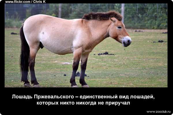  Лошадь Пржевальского - единственный вид лошадей, которых никто никогда не приручал