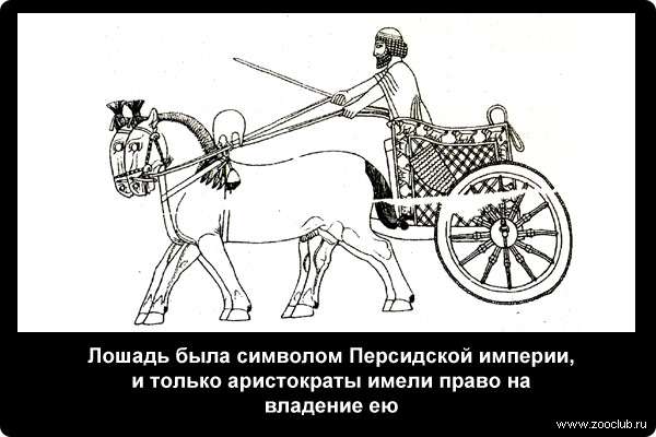  Лошадь была символом Персидской империи, и только аристократы имели право на владение ею