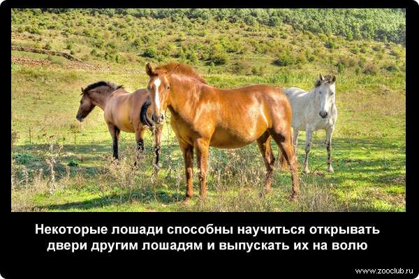  Некоторые лошади способны научиться открывать двери другим лошадям и выпускать их на волю