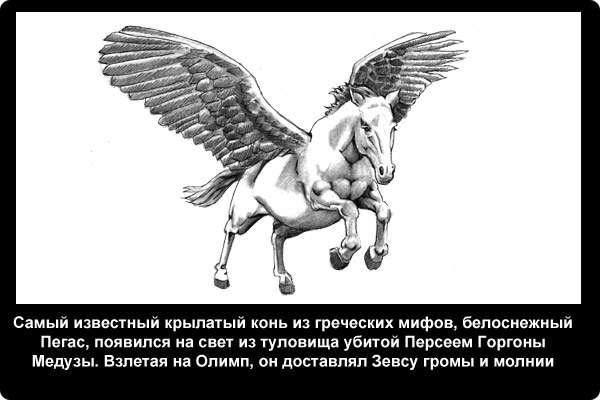  Самый известный крылатый конь из греческих мифов, белоснежный Пегас, появился на свет из туловища убитой Персеем Горгоны Медузы. Взлетая на Олимп, он доставлял Зевсу громы и молнии