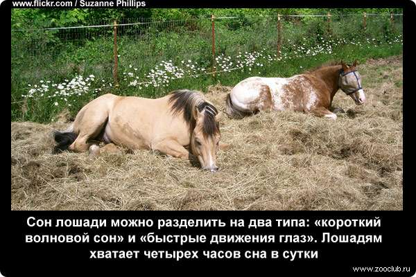 Сон лошади можно разделить на два типа: короткий волновой сон и быстрые движения глаз. Лошадям хватает четырех часов сна в сутки