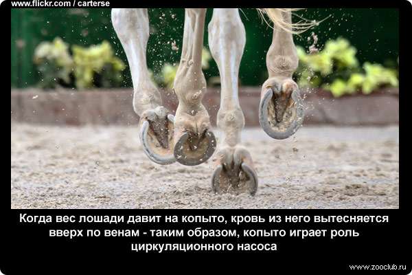  Когда вес лошади давит на копыто, кровь из него вытесняется вверх по венам - таким образом, копыто играет роль циркуляционного насоса