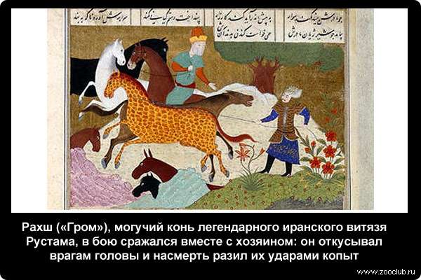  Рахш (Гром), могучий конь легендарного иранского витязя Рустама, в бою сражался вместе с хозяином: он откусывал врагам головы и насмерть разил их ударами копыт