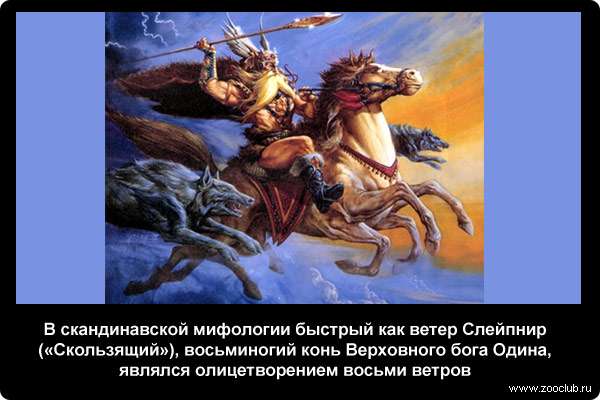  В скандинавской мифологии быстрый как ветер Слейпнир (Скользящий), восьминогий конь Верховного бога Одина, являлся романтическим олицетворением восьми ветров