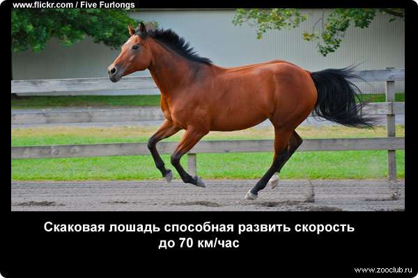  Скаковая лошадь способная развить скорость до 70 км/час