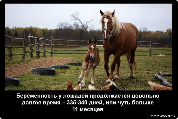  Беременность у лошадей продолжается довольно долгое время - 335-340 дней, или чуть больше 11 месяцев