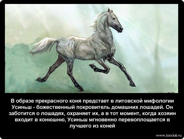  В образе прекрасного коня предстает в литовской мифологии Усиньш - божественный покровитель домашних лошадей. Он заботится о лошадях, охраняет их, а в тот момент, когда хозяин входит в конюшню, Усиньш мгновенно перевоплощается в лучшего из коней