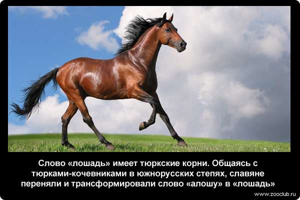  Слово лошадь имеет тюркские корни. Общаясь с тюрками-кочевниками в южнорусских степях, славяне переняли и трансформировали слово алошу в лошадь