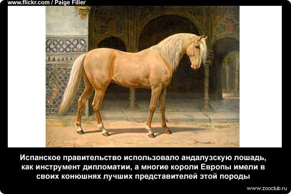  Испанское правительство использовало андалузскую лошадь, как инструмент дипломатии, а многие короли Европы имели в своих конюшнях лучших представителей этой породы