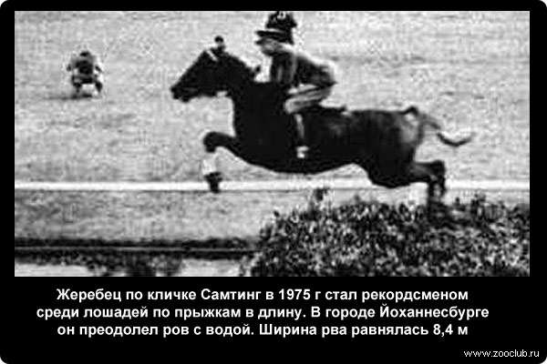 Жеребец по кличке Самтинг в 1975 г стал рекордсменом среди лошадей по прыжкам в длину. В городе Йоханнесбурге он преодолел ров с водой. Ширина рва равнялась 8,4 м