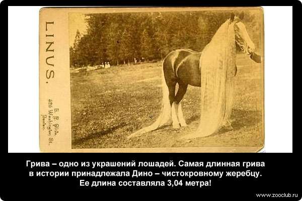  Грива - одно из украшений лошадей. Самая длинная грива в истории принадлежала Дино - чистокровному жеребцу. Ее длина составляла 3,04 метра