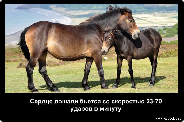  Сердце лошади бьется со скоростью 23-70 ударов в минуту