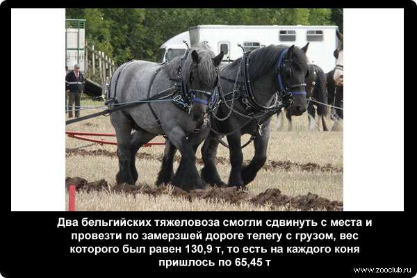  Два бельгийских тяжеловоза смогли сдвинуть с места и провезти по замерзшей дороге телегу с грузом, вес которого был равен 130,9 т, то есть на каждого коня пришлось по 65,45 т