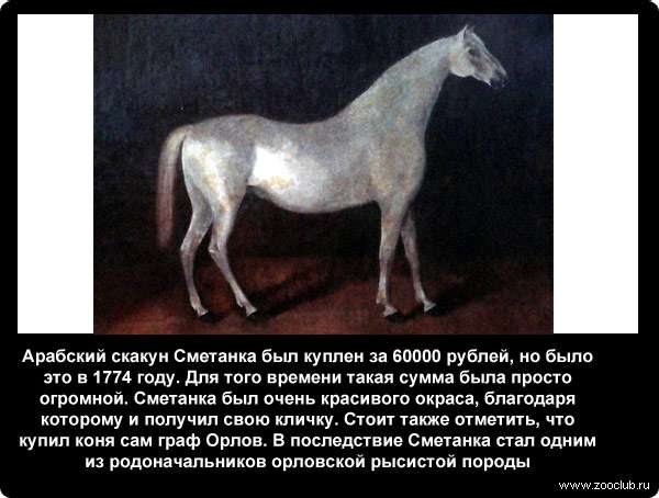  Арабский скакун Сметанка был куплен за 60000 рублей, но было это в 1774 году. Для того времени такая сумма была просто огромной. Сметанка был очень красивого окраса, благодаря которому и получил свою кличку. Стоит также отметить, что купил коня сам граф Орлов. В последствие Сметанка стал одним из родоначальников орловской рысистой породы