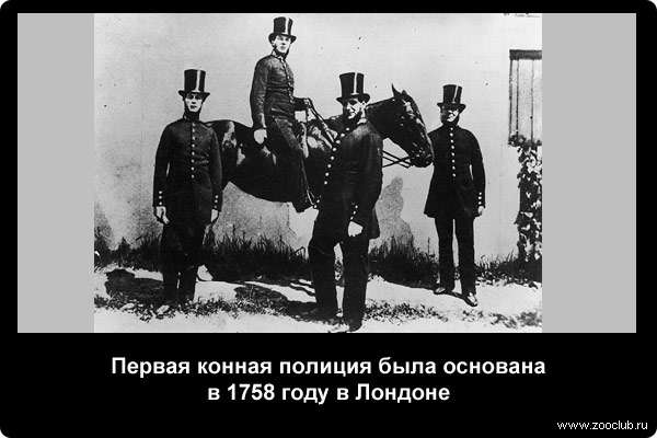  Первая конная полиция была основана в 1758 году в Лондоне