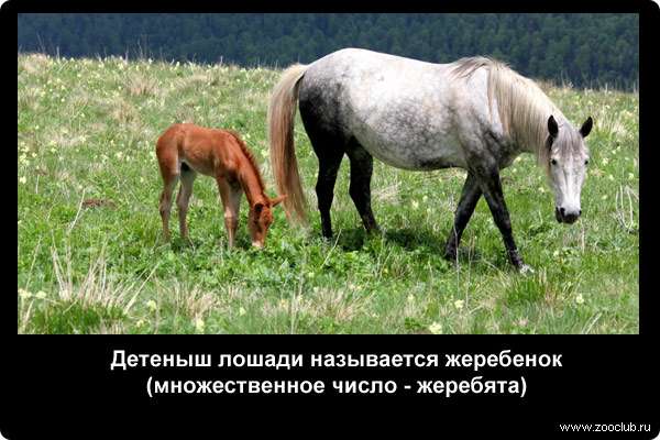  Детеныш лошади называется жеребенок (множественное число - жеребята)