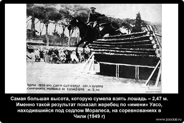  Самая большая высота, которую сумела взять лошадь - 2,47 м. Именно такой результат показал жеребец по «имени» Уасо, находившийся под седлом Моралеса, на соревнованиях в Чили (1949 г)