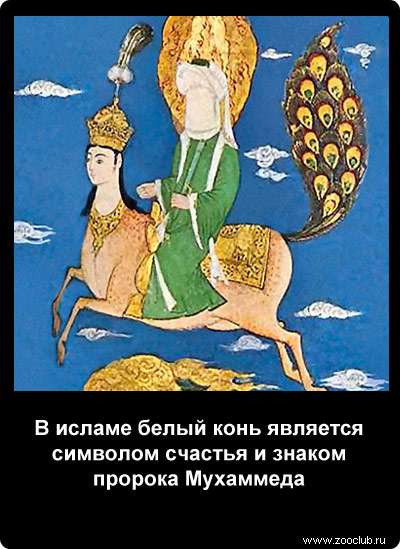 В исламе белый конь является символом счастья и знаком пророка Мухаммеда