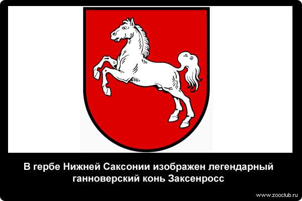  В гербе Нижней Саксонии изображен легендарный ганноверский конь Заксенросс