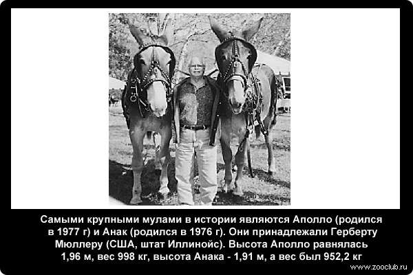  Самыми крупными мулами в истории являются Аполло (родился в 1977 г) и Анак (родился в 1976 г). Они принадлежали Герберту Мюллеру (США, штат Иллинойс). Высота Аполло равнялась 1,96 м, вес 998 кг, высота Анака - 1,91 м, а вес был 952,2 кг