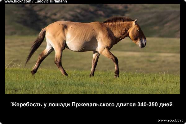  Жеребость у лошади Пржевальского длится 340-350 дней