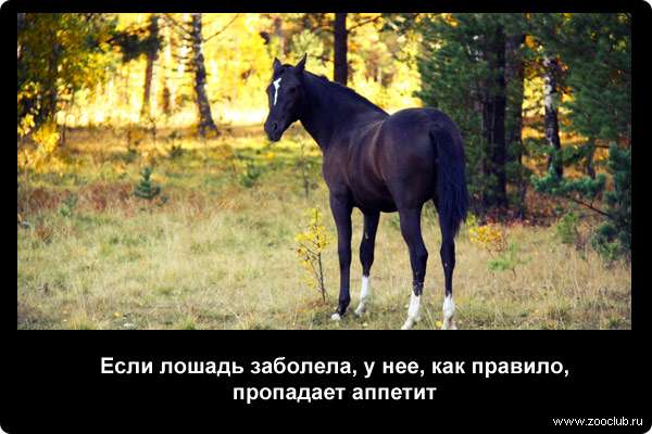  Если лошадь заболела, у нее, как правило, пропадает аппетит