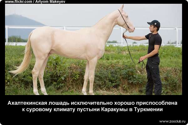  Ахалтекинская лошадь исключительно хорошо приспособлена к суровому климату пустыни Каракумы в Туркмении