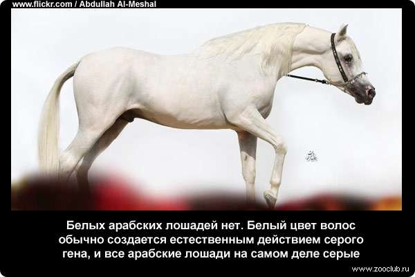 Белых арабских лошадей нет. Белый цвет волос обычно создается естественным действием серого гена, и все арабские лошади на самом деле серые